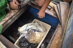 Fotky: Zátah česko-indonéských ochranářů na zloděje želvích vajec v souostroví Derawan