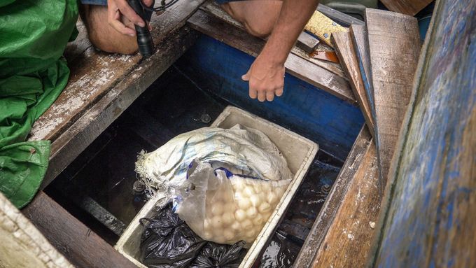 Dopadení pytláků želvích vajec v Indonésii