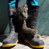 Zvířata, Reuters, Top fotografie roku 2022, výběr, nejlepší foto, Lifestyle