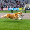 Vilnius, Corgi, pes, závody, Litva, přehlídka, zábava
