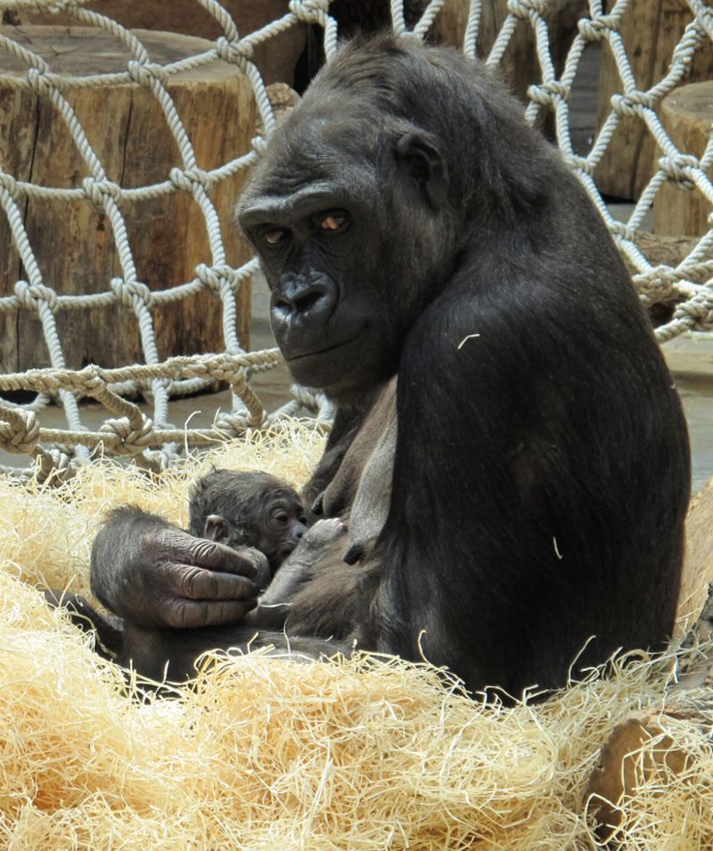 Mládě gorily v pražské zoo
