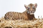 Tygr sumaterský je nejmenším z pěti poddruhů tygra. Patří ke kriticky ohroženým druhům. Žije pouze na ostrově Sumatra v Indonésii. V tamních rezervacích zbývá jen něco málo přes 400 jedinců. V zoologických zahradách Evropy žije kolem 100 zvířat. Odchovy v zajetí jsou stále raritou.