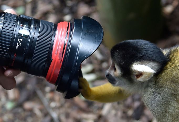 Každoroční měření a vážení zvířat v londýnské Zoo