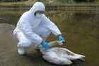 Nebezpečný H5N1 vyděsil jih Evropy