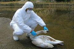 Nebezpečný H5N1 vyděsil jih Evropy