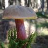 NEPOUŽÍVAT !!! Fotosoutěž houby 2017