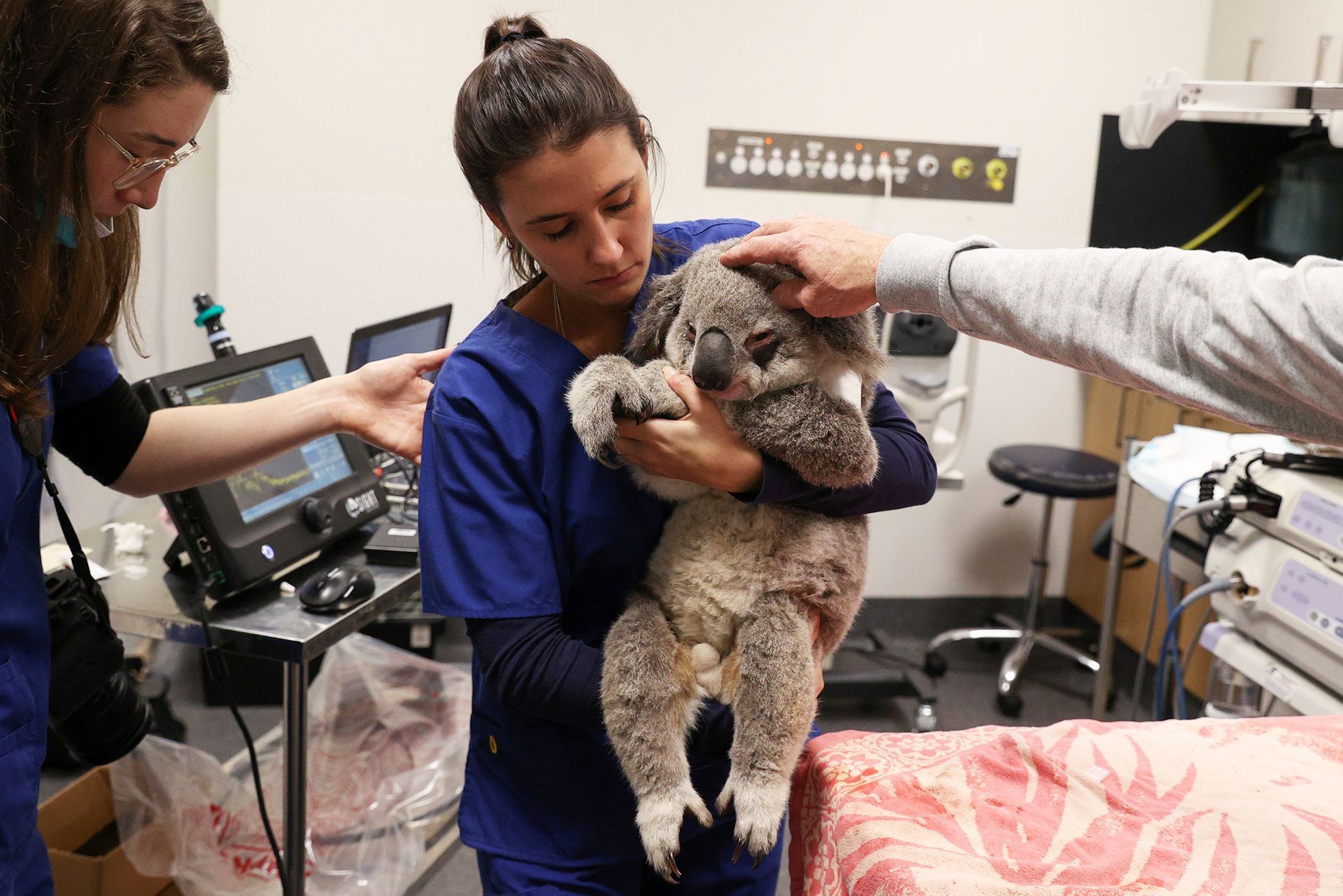 Jednorázové užití / Fotogalerie / Spása koal, která vám zachrání den
