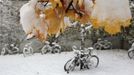 Snow covered bicycles are seen near snow decorated autumn leaves in Germering, near Munich October 28, 2012. REUTERS/Michaela Rehle (GERMANY - Tags: ENVIRONMENT SOCIETY TRANSPORT) Published: Říj. 28, 2012, 9:44 dop.