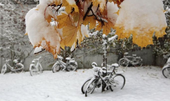 Snow covered bicycles are seen near snow decorated autumn leaves in Germering, near Munich October 28, 2012. REUTERS/Michaela Rehle (GERMANY - Tags: ENVIRONMENT SOCIETY TRANSPORT) Published: Říj. 28, 2012, 9:44 dop.