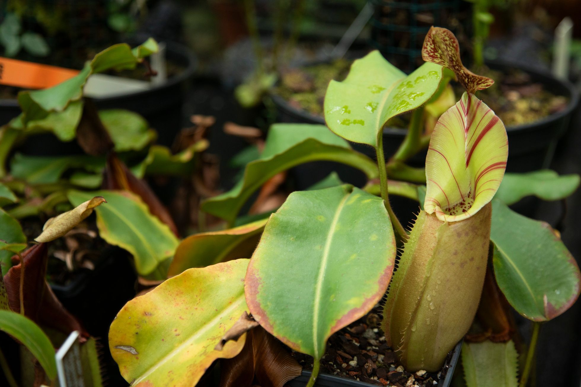Masožravky v botanické zahradě v Troji