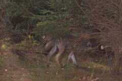 Fotopast potvrdila volně žijícího vlka na Broumovsku, na důkaz se čekalo dva roky