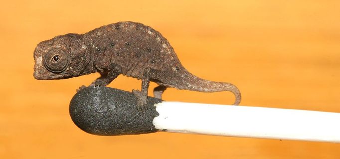 Na fotce je vyfocen chameleon Brookesia micra na hlavičce zápalky, Madagaskar, 16. března 2007. Chameleon, o kterém se věří, že je nejmenší na světě, byl objeven na ostrově Madagaskar německými a americkými biology. Tento plaz má 16 milimetrů dlouhé tělo, s nataženým ocasem měří 29 milimetrů. REUTERS/ Joern Koehler