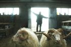 Zachraňte berany! Hořkosladký příběh dvou bratrů přinese do českých kin syrovost Islandu
