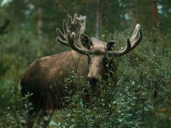 Los ve volné přírodě ve Švédsku
