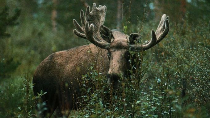 Los ve volné přírodě ve Švédsku