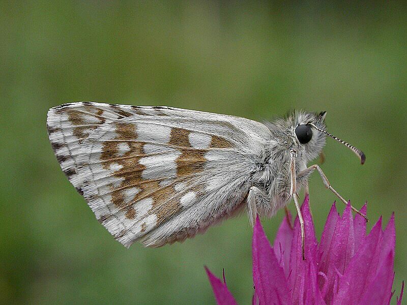 Soumračník proskurníkový
