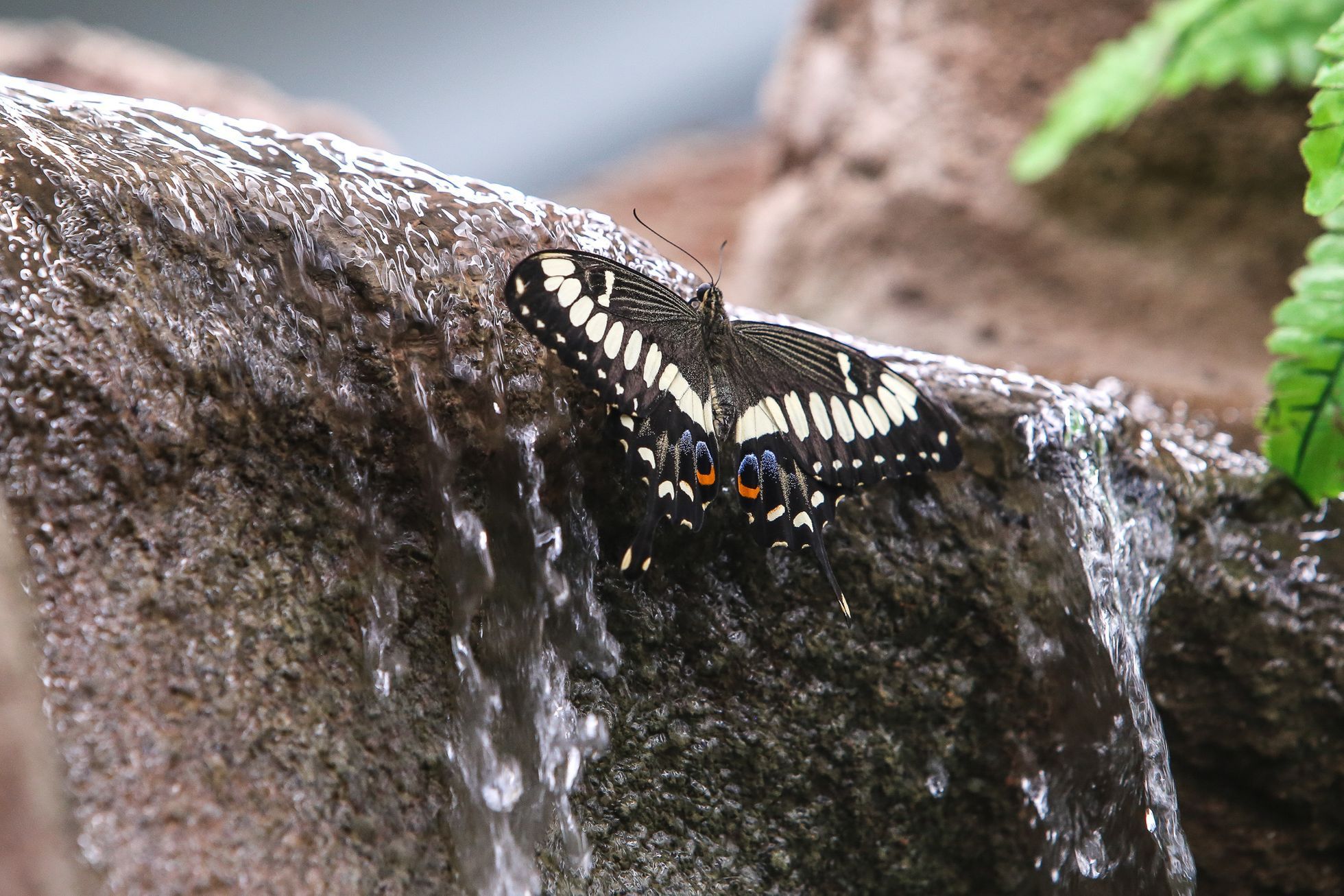 Motýlí dům v Praze v hračkářství Hamleys