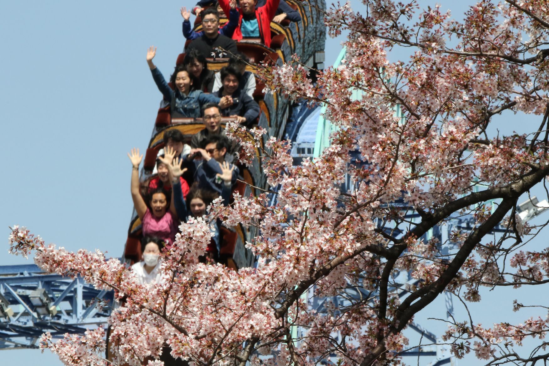 Hanami, Japonsko