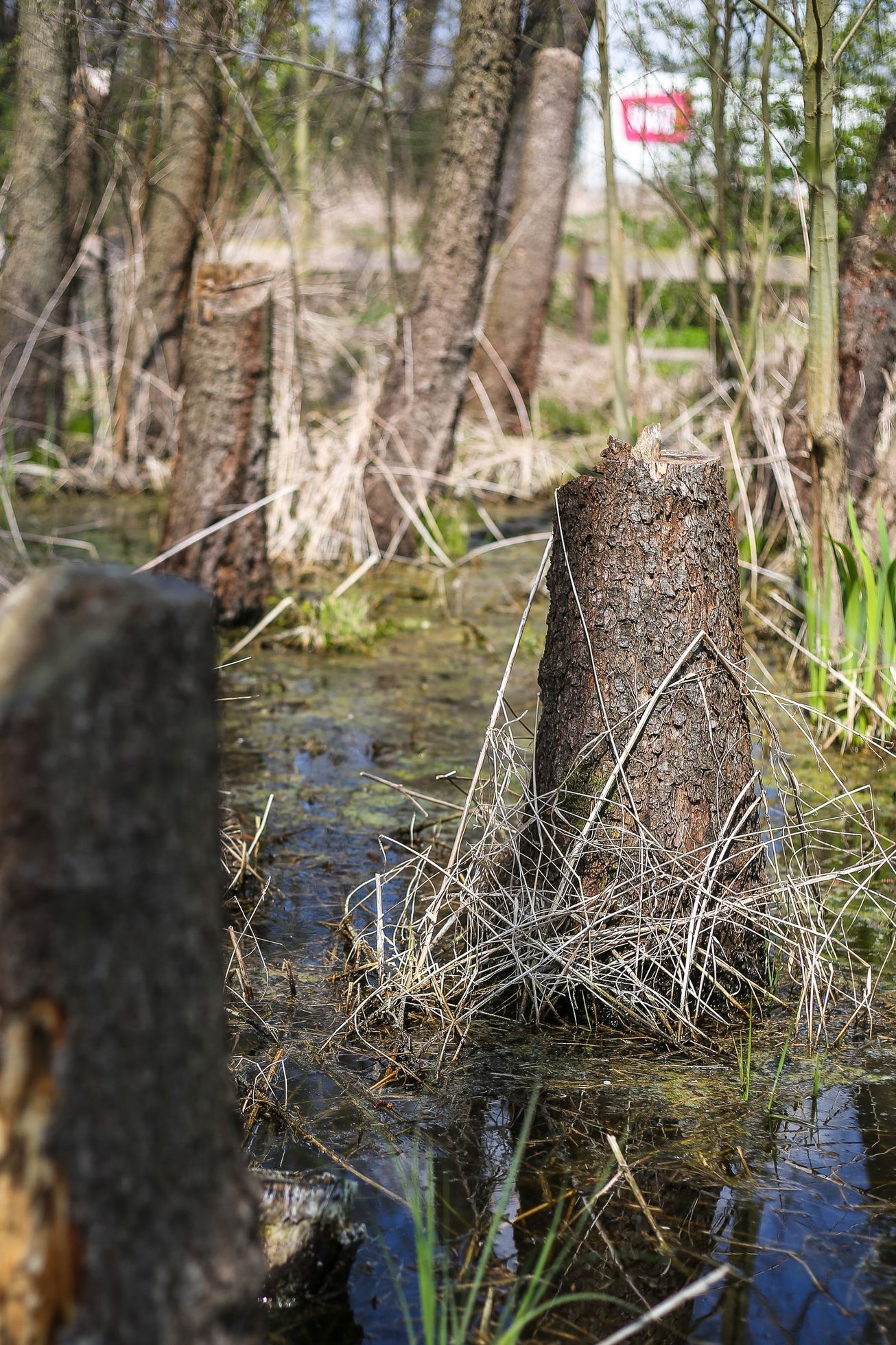 Toulcův dvůr, mokřad, park, louka, Praha Hostivař