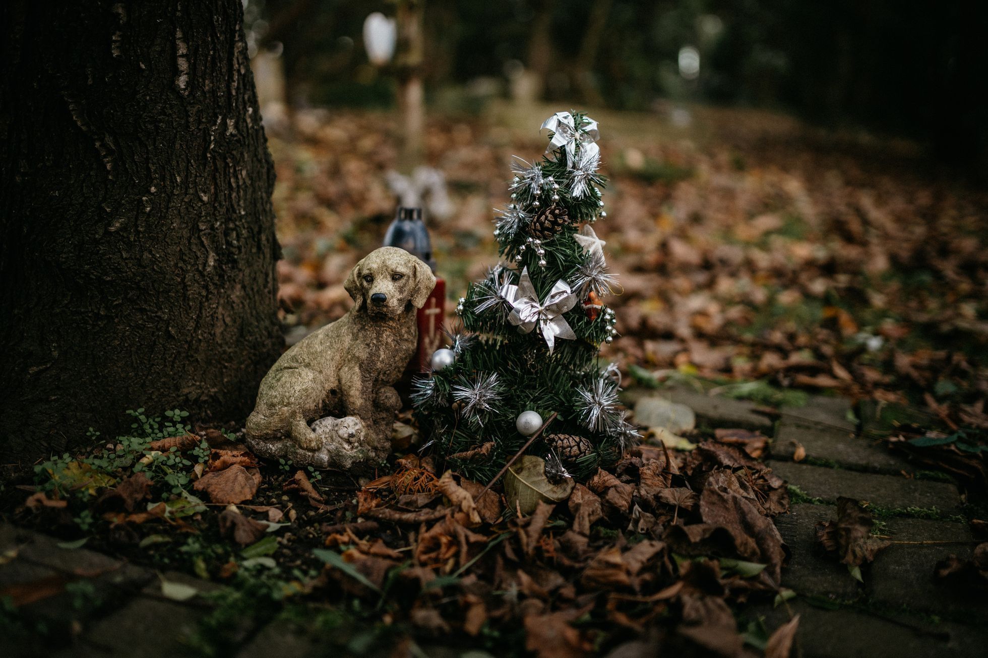 hřbitov Bohnice hřbitov bláznů