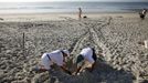 With turtle tracks in the background, volunteer Goffinet McLaren (L) and South Carolina United Turtle Enthusiasts head coordinator, Jeff McClary, check over the location of a freshly laid nest on Litchfield Beach along the coast of South Carolina August 9, 2012. Turtle volunteers walk the area's beaches along South Carolina's coast daily during the nesting season, looking for signs of turtle activity and keeping tabs on the progress of the endangered species of turtles that lay their eggs along the coast. Photo taken August 9, 2012. REUTERS/Randall Hill (UNITED STATES - Tags: ANIMALS ENVIRONMENT) Published: Srp. 21, 2012, 12:50 odp.