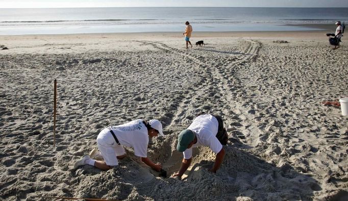 With turtle tracks in the background, volunteer Goffinet McLaren (L) and South Carolina United Turtle Enthusiasts head coordinator, Jeff McClary, check over the location of a freshly laid nest on Litchfield Beach along the coast of South Carolina August 9, 2012. Turtle volunteers walk the area's beaches along South Carolina's coast daily during the nesting season, looking for signs of turtle activity and keeping tabs on the progress of the endangered species of turtles that lay their eggs along the coast. Photo taken August 9, 2012. REUTERS/Randall Hill (UNITED STATES - Tags: ANIMALS ENVIRONMENT) Published: Srp. 21, 2012, 12:50 odp.