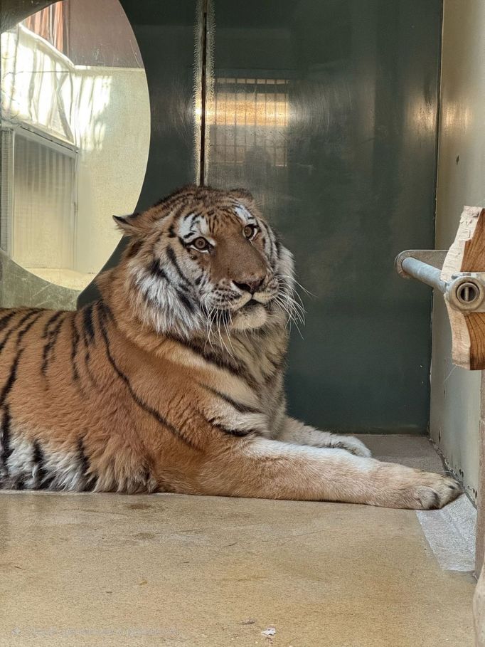 Tygr zabavený na Vsetínsku při transportu do liberecké zoo.