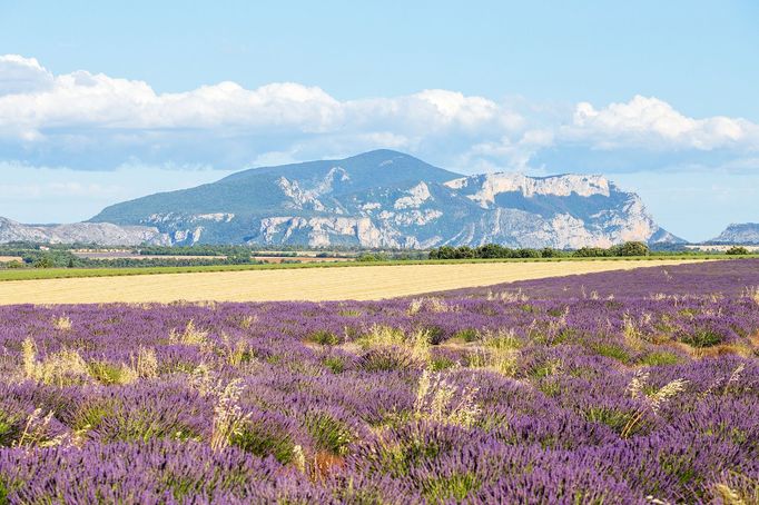 Levandulová pole v Provence