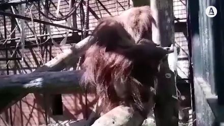 Roušku si dokáže nasadit i primát, možná ne úplně na správná místa, ale dokáže