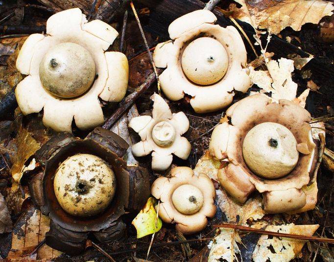 Hvězdovka trojitá (Geastrum triplex)