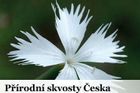 Skvost české přírody, vzácný petrklíč, bojuje o přežití