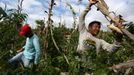 Brazilští indiáni Macuxi v ohrožení farmáři a těžaři