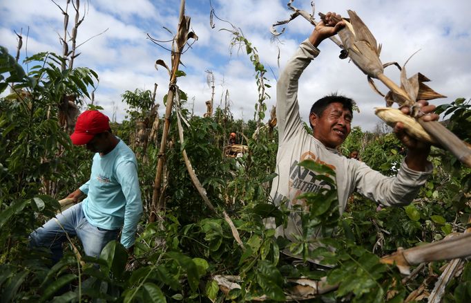 Brazilští indiáni Macuxi v ohrožení farmáři a těžaři