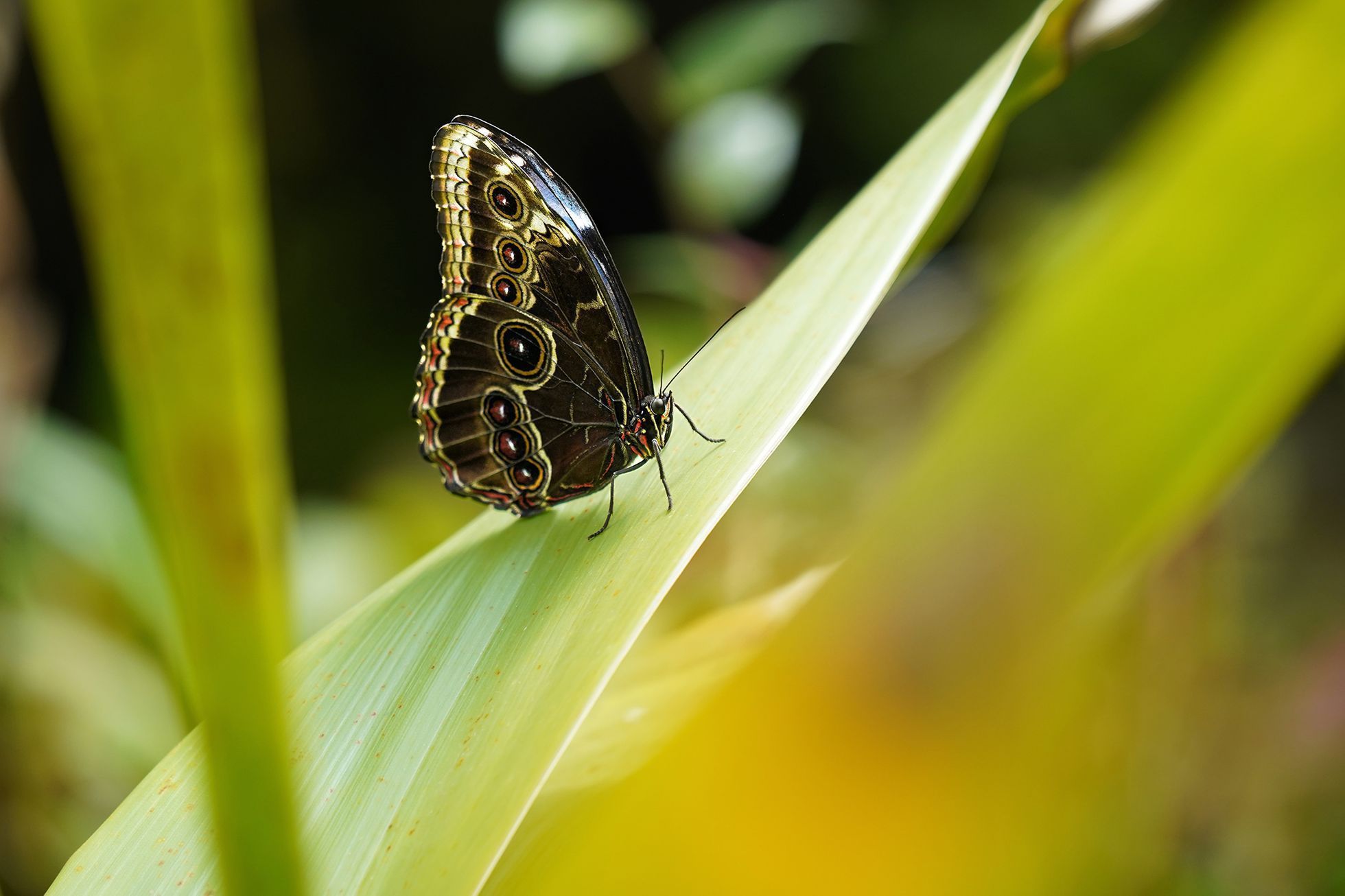 Motýli v Botanické zahradě v pražské Tróji, květen 2023