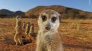 Wildlife Photographer of the Year, nominace na cenu veřejnosti