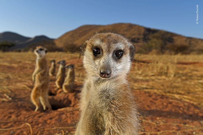 Wildlife Photographer of the Year, nominace na cenu veřejnosti