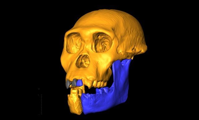 Australopithecus sediba - rekonstrukce lebky