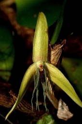 Noční orchidej Bulbophyllum nocturnum - květ