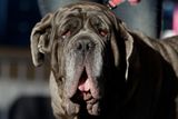 Soutěž o nejošklivějšího psa se v Kalifornii pořádá každoročně už téměř třicet let. Zsa Zsa titul převzala po loňské vítězce, kterou byla mohutná fena neapolského mastina Martha vážící 57 kilogramů.