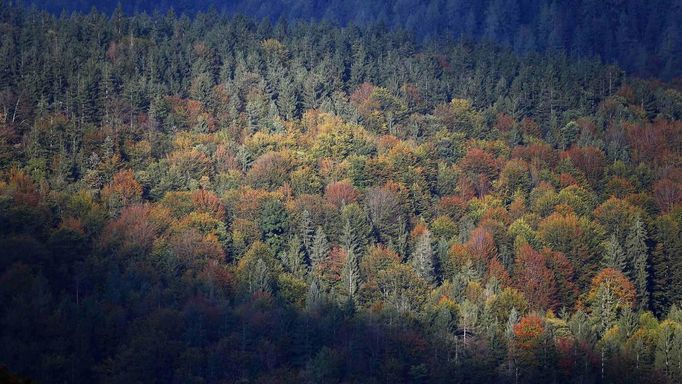 Autumn colored trees are pictured in Schoenau at the Koenigssee lake, near the southern German city of Berchtesgaden October 2, 2012. REUTERS/Michael Dalder (GERMANY - Tags: ENVIRONMENT TRAVEL) Published: Říj. 2, 2012, 7:02 odp.