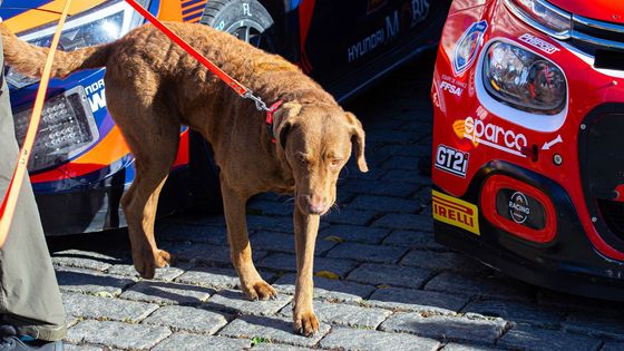 Fanoušci, policejní psi i rychlá auta. V centru Prahy startovala světová rallye