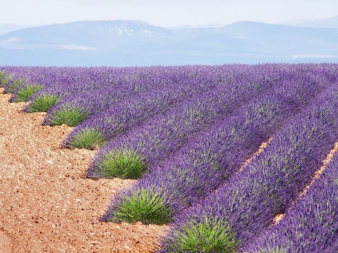 Levandulová pole v Provence