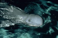 V Kambodži uhynuli vzácní delfíni