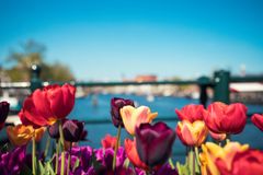 Oblíbené cibulky tulipánů z Amsterdamu jsou jen past, varuje město. Nevykvetou