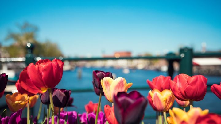 Oblíbené cibulky tulipánů z Amsterdamu jsou jen past, varuje město. Nevykvetou