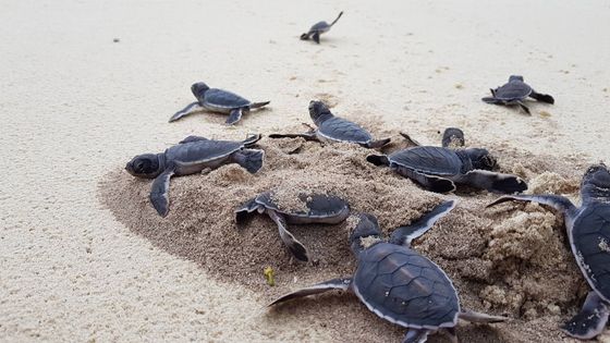 Výrobky ze želvoviny vypadají jako z plastu, turisté to často ani nepoznají, říká česká bioložka