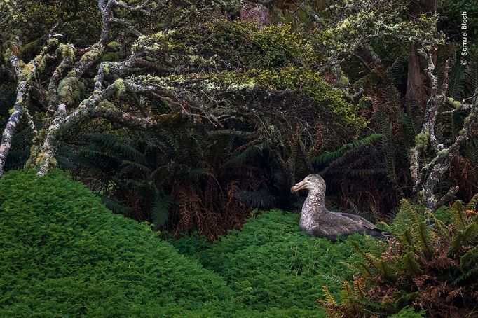 Fotografie ze soutěže Wildlife Photographer of the Year, které se utkají o cenu veřejnosti.