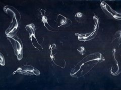 Bubbles about Dark Blue Porn (2009), akryl a mýdlové bubliny na plátně, 205 x 335 cm