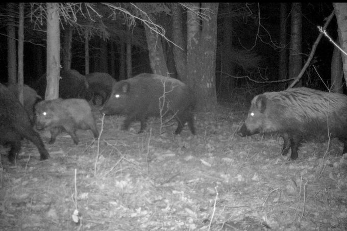 Divoká prasata v noci. Záběr z fotopasti instalované na území CHKO - Jizerské hory