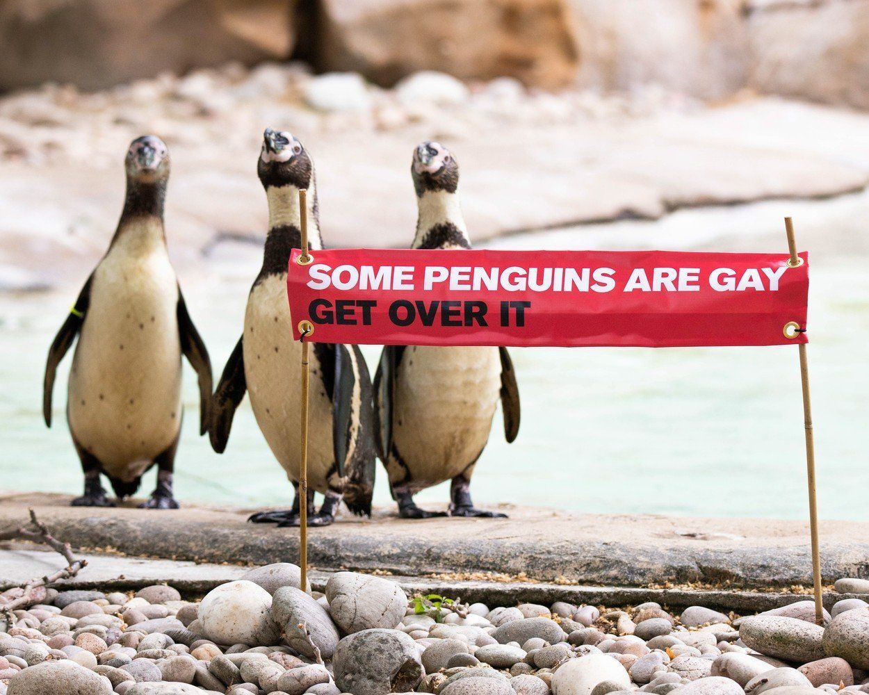 Tučňáci gayové